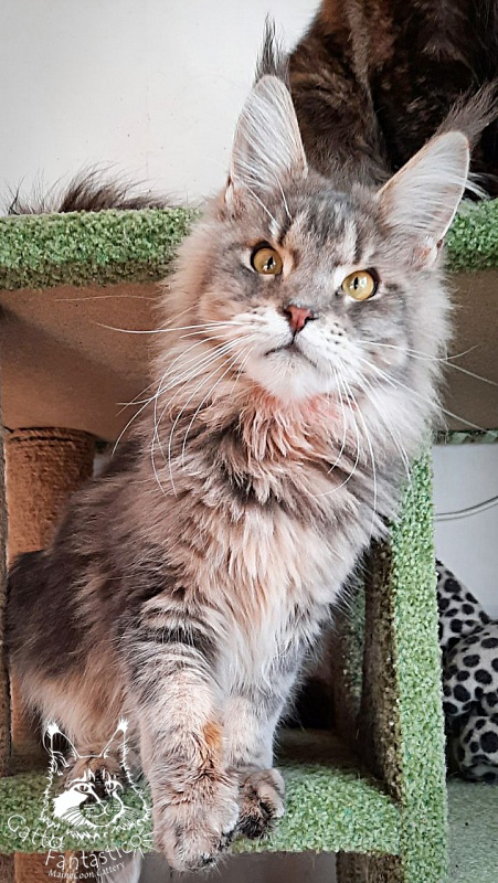 Gatto Fantastico Newton - Junior maine-coon 8 months 2 weeks