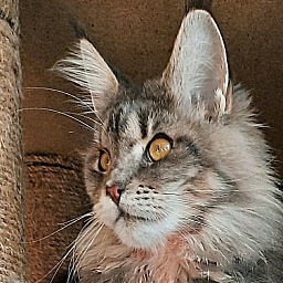 Gatto Fantastico Newton