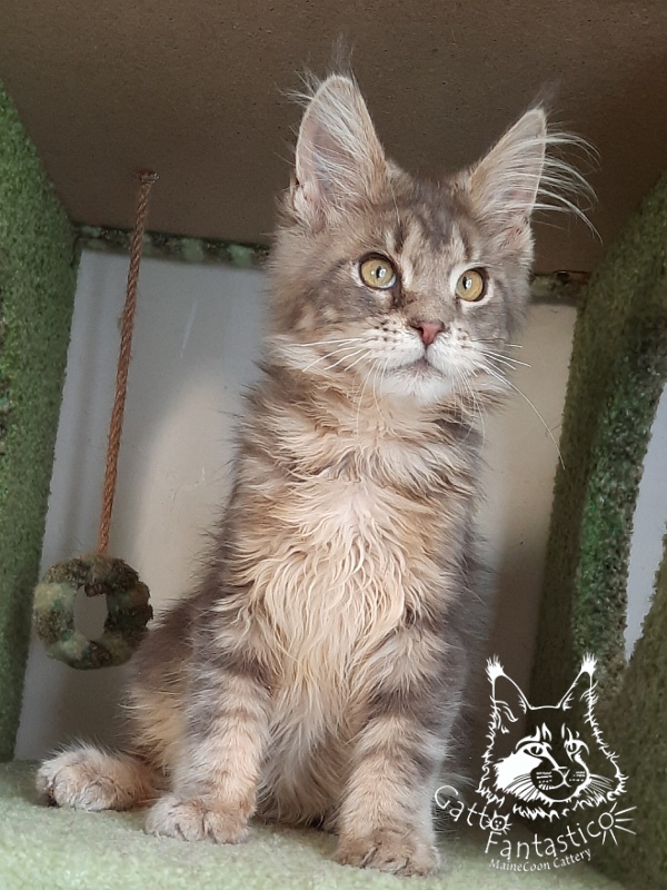 Gatto Fantastico Newton - Kitten maine-coon 4 months 3.5 weeks