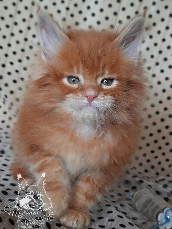 Gatto Fantastico Orange - Kitten maine-coon 3.5 weeks