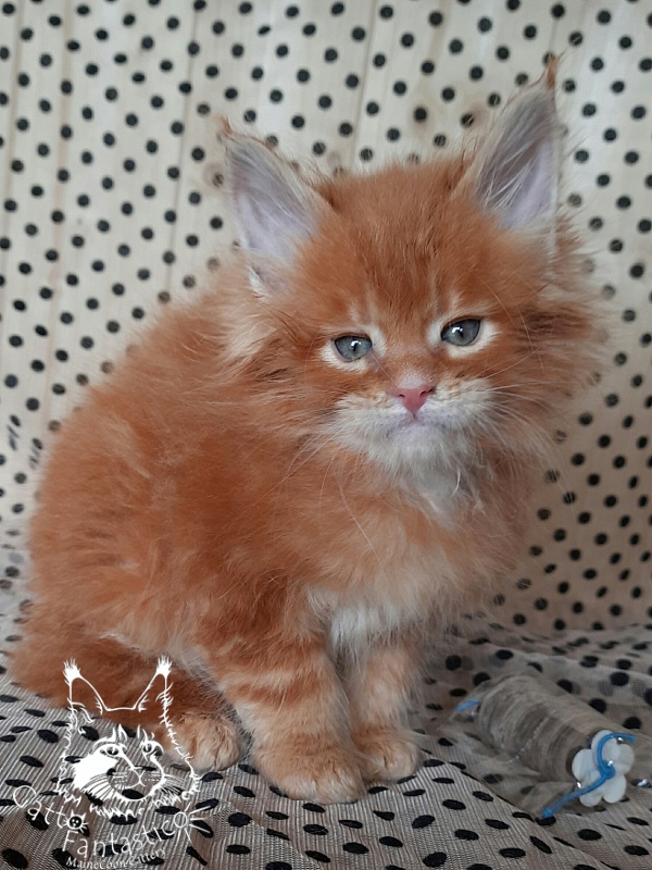 Gatto Fantastico Orange - Kitten maine-coon 3.5 weeks