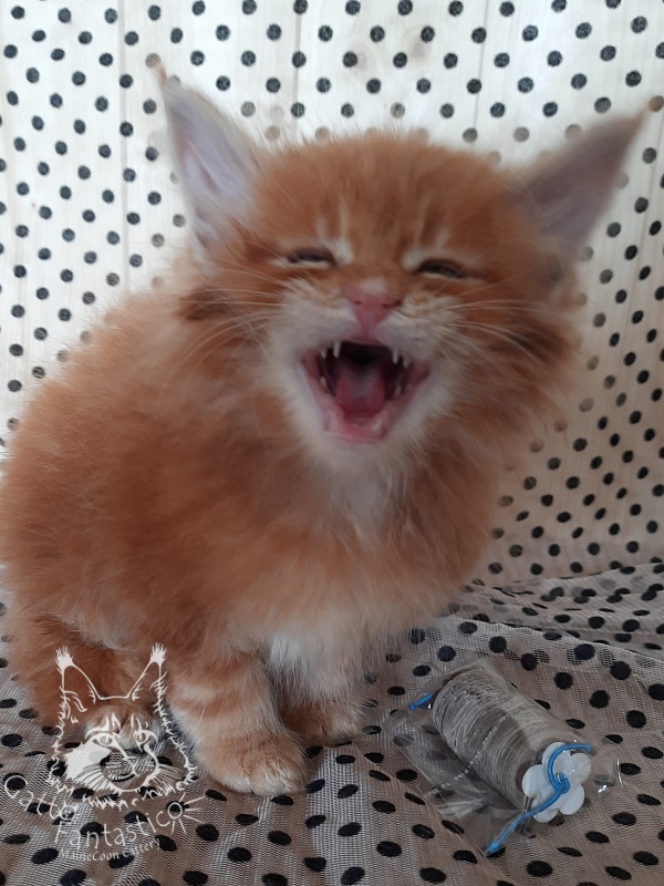 Gatto Fantastico Orange - Kitten maine-coon 3.5 weeks