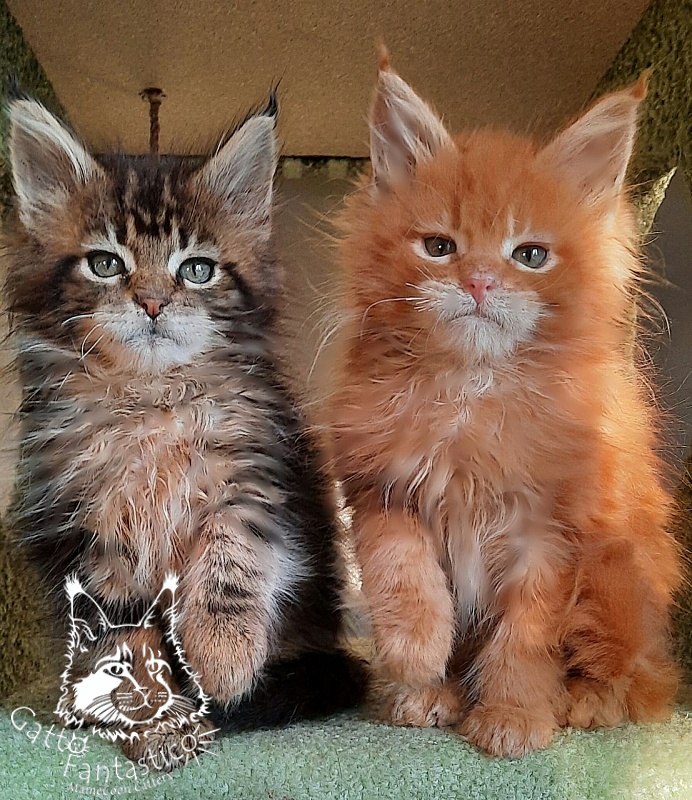 Gatto Fantastico Orange - Kitten maine-coon 2 months