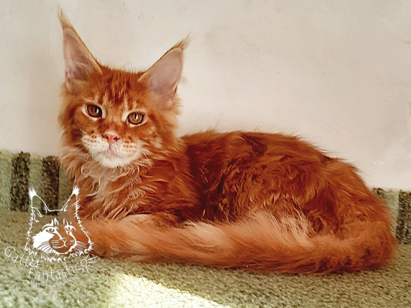 Gatto Fantastico Orange - Kitten maine-coon 5 months 1.5 week