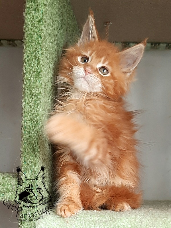 Gatto Fantastico Orange - Kitten maine-coon 2 months 1.5 week