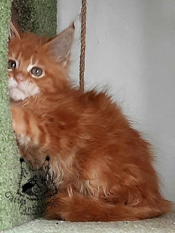Gatto Fantastico Orange - Kitten maine-coon 2 months 1.5 week