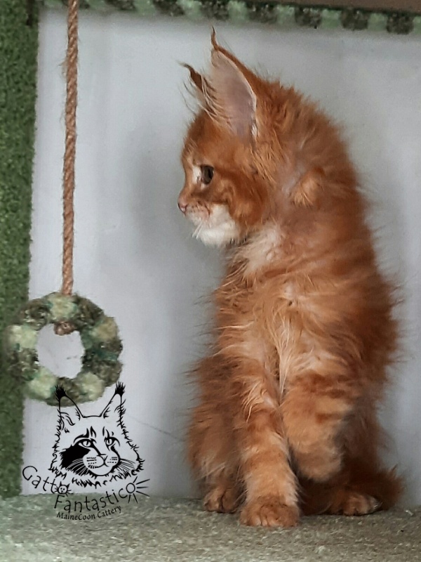 Gatto Fantastico Orange - Kitten maine-coon 2 months 1.5 week