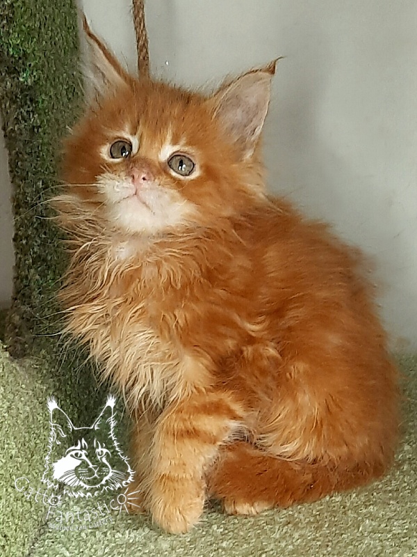 Gatto Fantastico Orange - Kitten maine-coon 1 month 4 weeks
