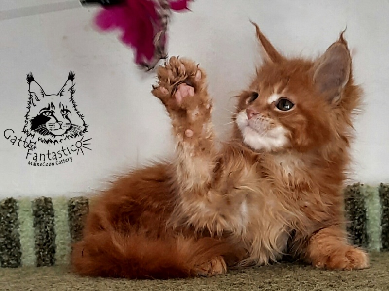 Gatto Fantastico Orange - Kitten maine-coon 2 months 1.5 week