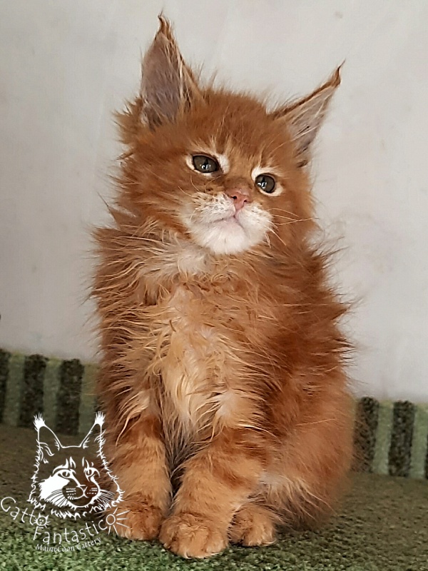 Gatto Fantastico Orange - Kitten maine-coon 2 months 1.5 week