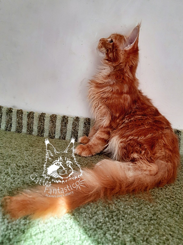 Gatto Fantastico Orange - Kitten maine-coon 5 months 1.5 week
