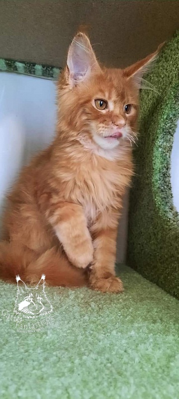Gatto Fantastico Orange - Kitten maine-coon 4 months 0.5 weeks