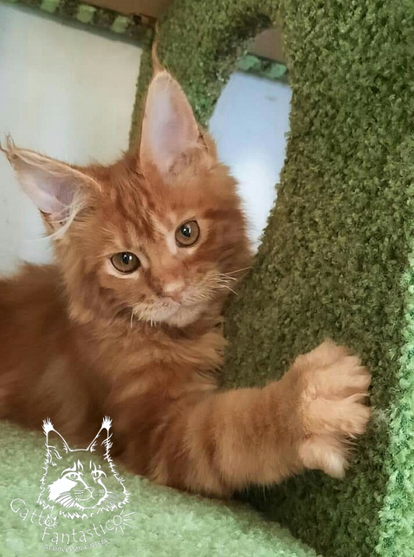 Gatto Fantastico Orange - Kitten maine-coon 4 months 0.5 weeks