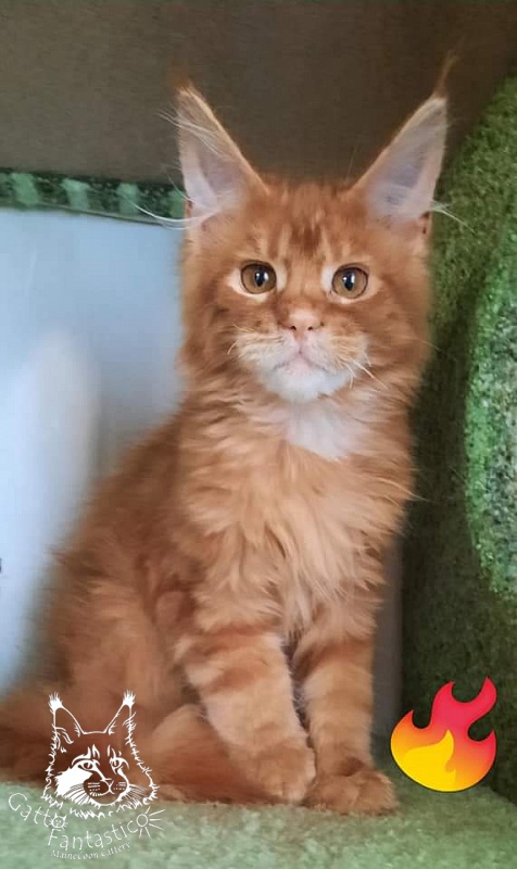 Gatto Fantastico Orange - Kitten maine-coon 4 months 0.5 weeks