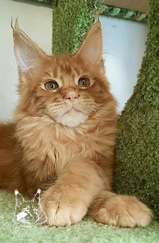 Gatto Fantastico Orange - Kitten maine-coon 4 months 0.5 weeks