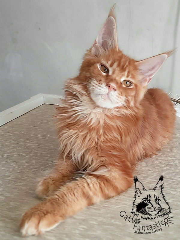 Gatto Fantastico Orange - Kitten maine-coon 5 months 3 weeks