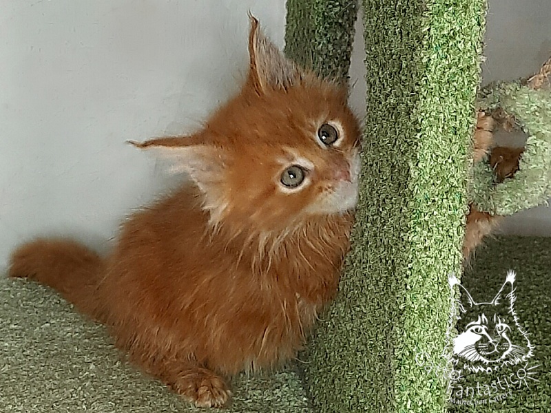 Gatto Fantastico Orange - Kitten maine-coon 1 month 4 weeks