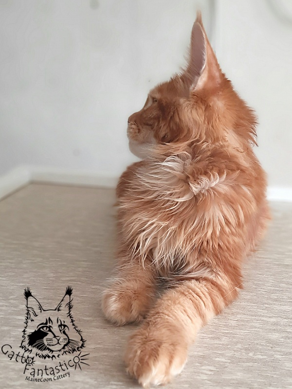 Gatto Fantastico Orange - Kitten maine-coon 5 months 3 weeks