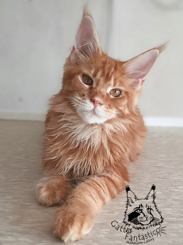 Gatto Fantastico Orange - Kitten maine-coon 5 months 3 weeks