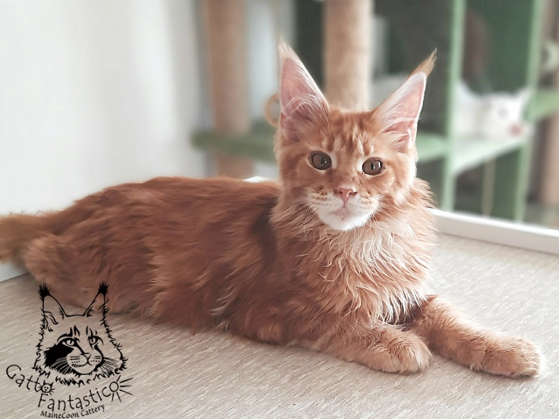 Gatto Fantastico Orange - Kitten maine-coon 5 months 3 weeks