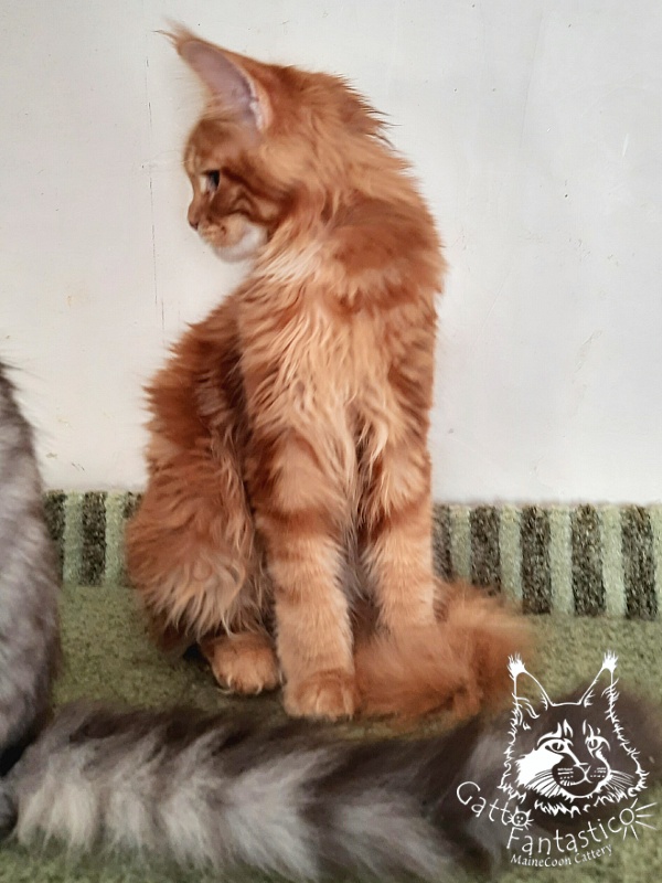 Gatto Fantastico Orange - Kitten maine-coon 5 months 3 weeks