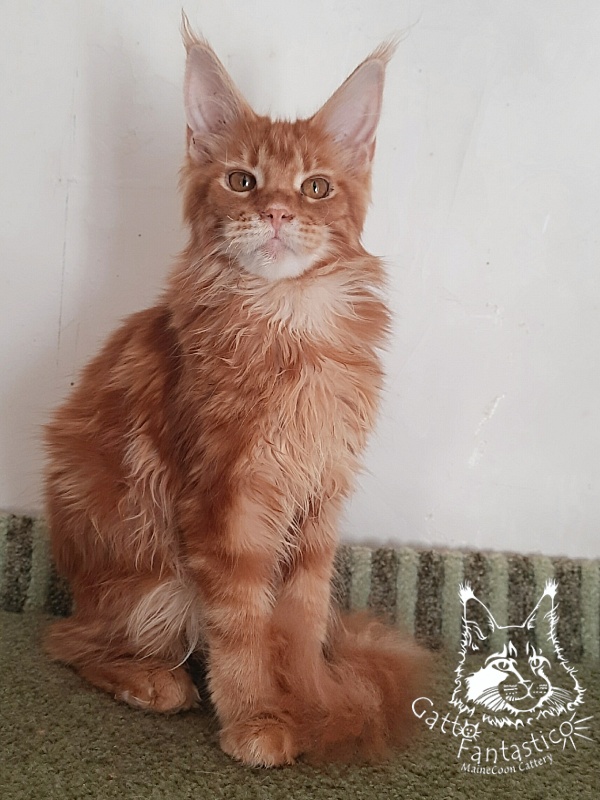 Gatto Fantastico Orange - Kitten maine-coon 5 months 3 weeks