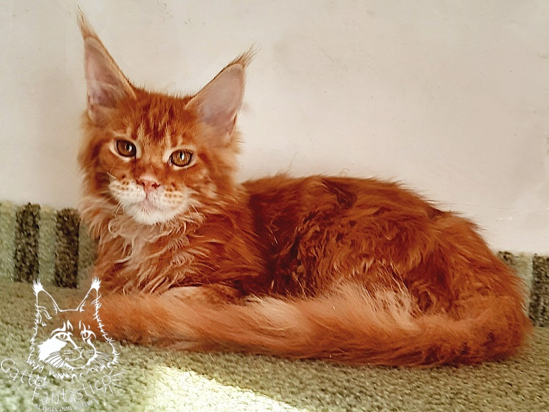 Gatto Fantastico Orange - Kitten maine-coon 5 months 3 weeks