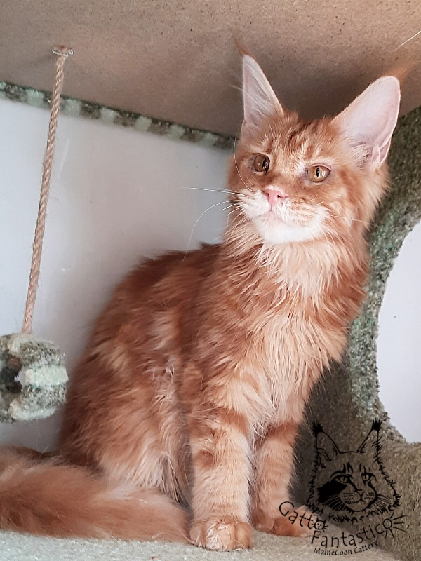 Gatto Fantastico Orange - Kitten maine-coon 6 months 2 weeks