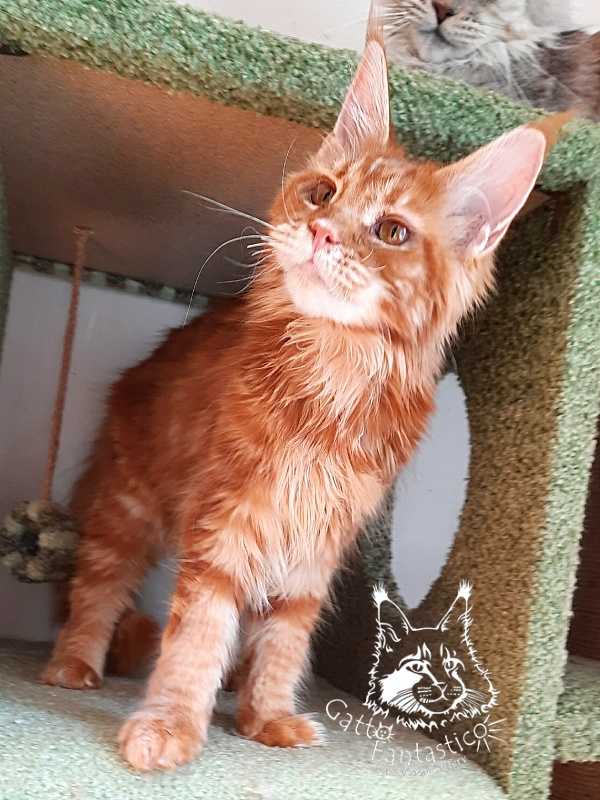 Gatto Fantastico Orange - Kitten maine-coon 6 months 2 weeks