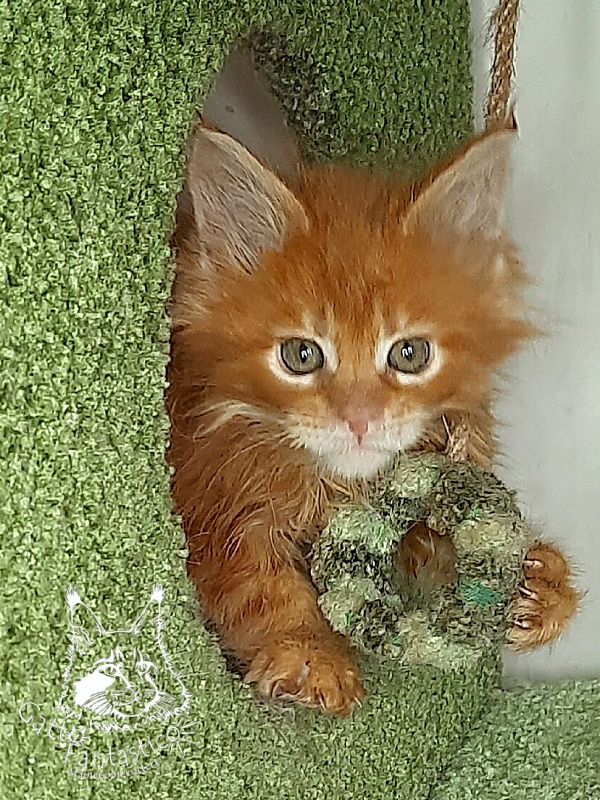 Gatto Fantastico Orange - Kitten maine-coon 1 month 4 weeks