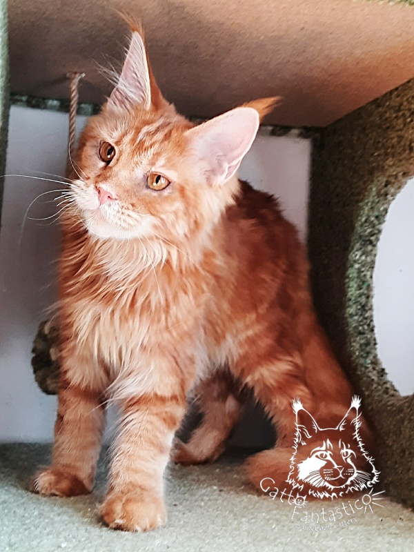 Gatto Fantastico Orange - Kitten maine-coon 6 months 2 weeks