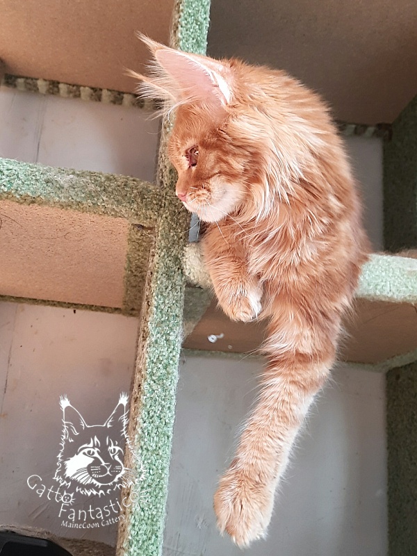 Gatto Fantastico Orange - Kitten maine-coon 6 months 2 weeks