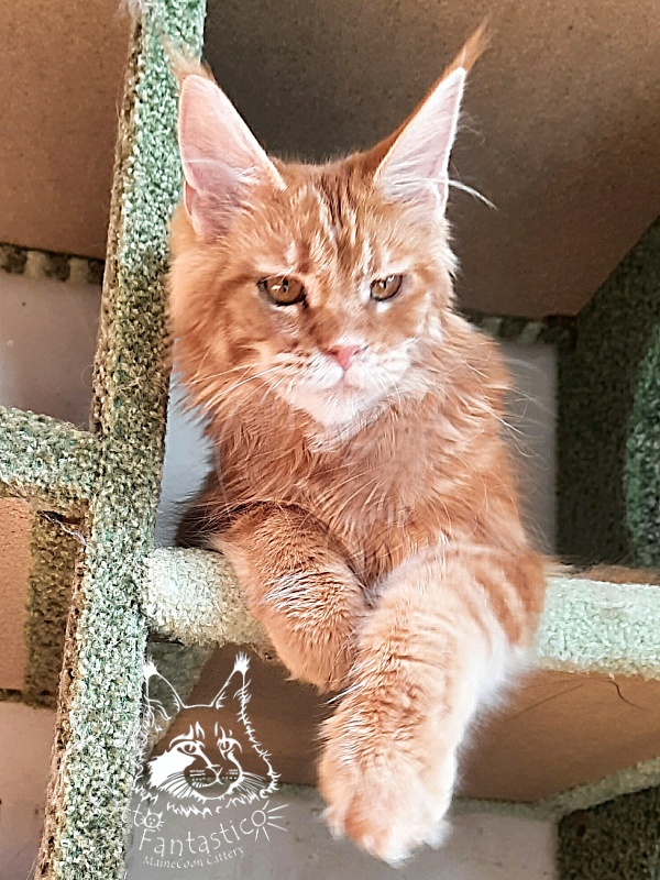 Gatto Fantastico Orange - Kitten maine-coon 6 months 2 weeks