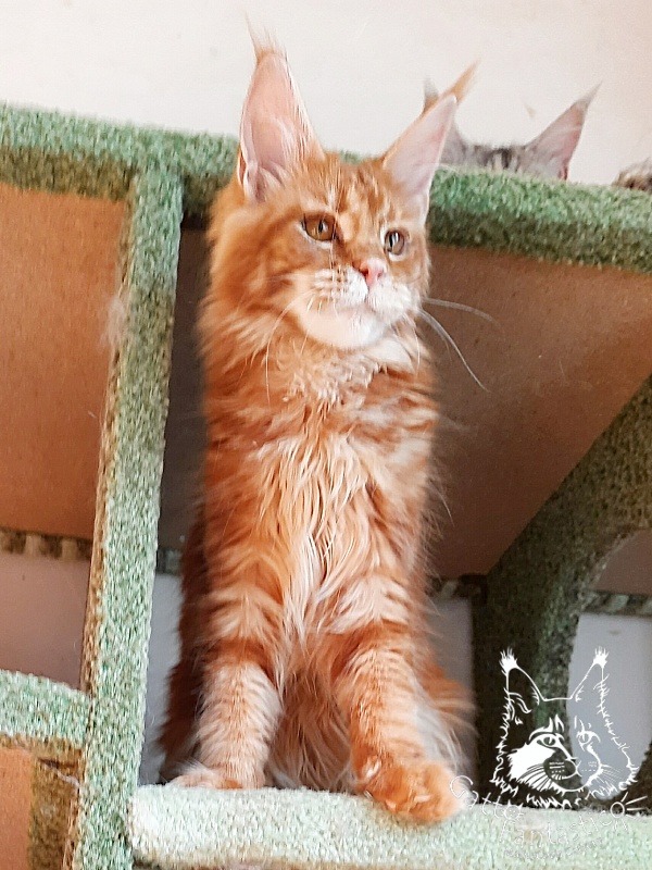 Gatto Fantastico Orange - Kitten maine-coon 6 months 2 weeks