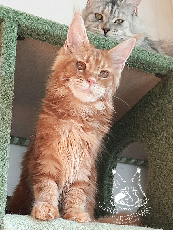 Gatto Fantastico Orange - Kitten maine-coon 6 months 2 weeks