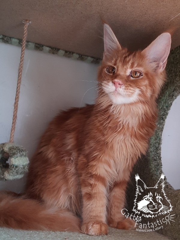 Gatto Fantastico Orange - Kitten maine-coon 6 months 2 weeks