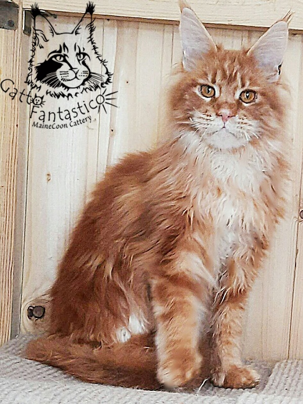 Gatto Fantastico Orange - Adult maine-coon 10 months 0.5 weeks