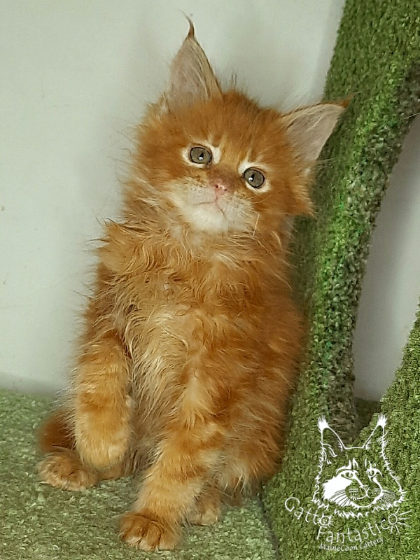 Gatto Fantastico Orange - Kitten maine-coon 1 month 4 weeks