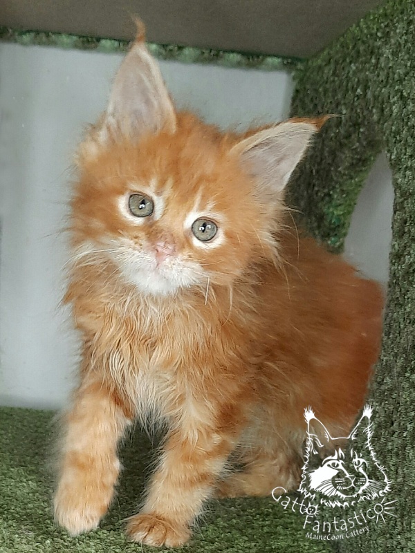 Gatto Fantastico Orange - Kitten maine-coon 1 month 4 weeks