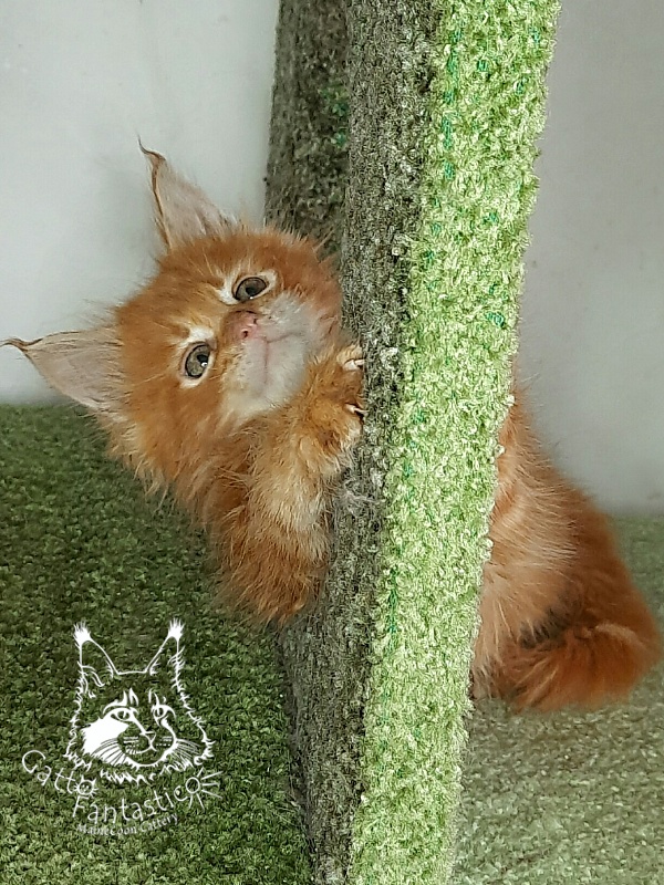 Gatto Fantastico Orange - Kitten maine-coon 1 month 4 weeks