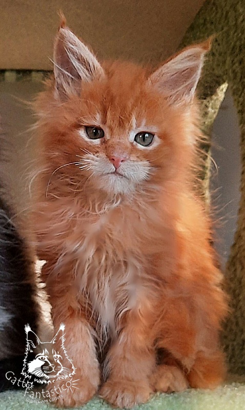 Gatto Fantastico Orange - Kitten maine-coon 2 months