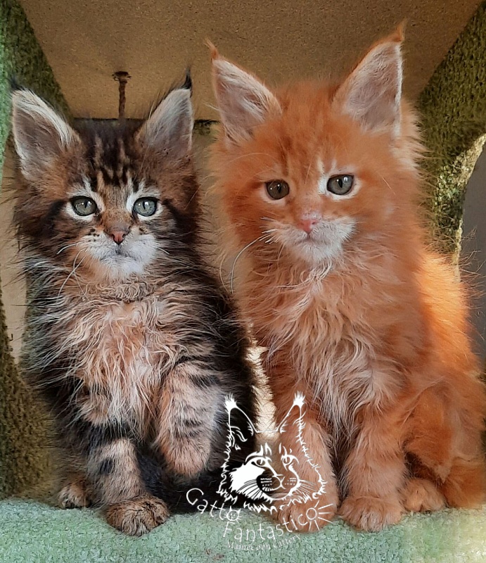 Gatto Fantastico Octavia - Кошеня мейн-кун 2 місяця