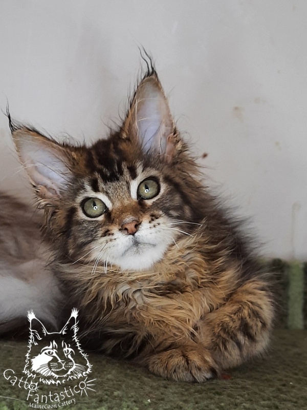 Gatto Fantastico Octavia - Кошеня мейн-кун 2 місяця 4 тижні