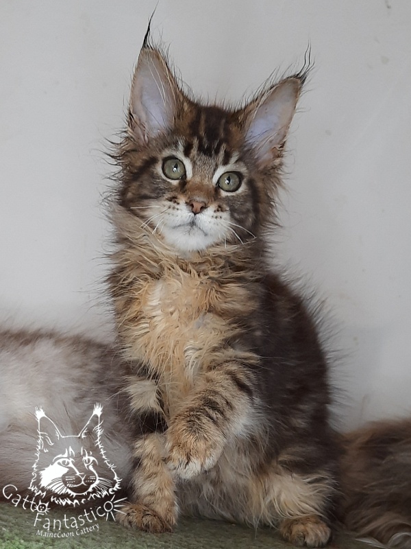 Gatto Fantastico Octavia - Кошеня мейн-кун 2 місяця 4 тижні