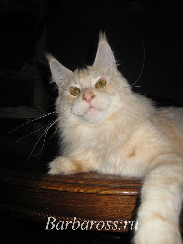 Bella Vista Barbaross - maine-coon
