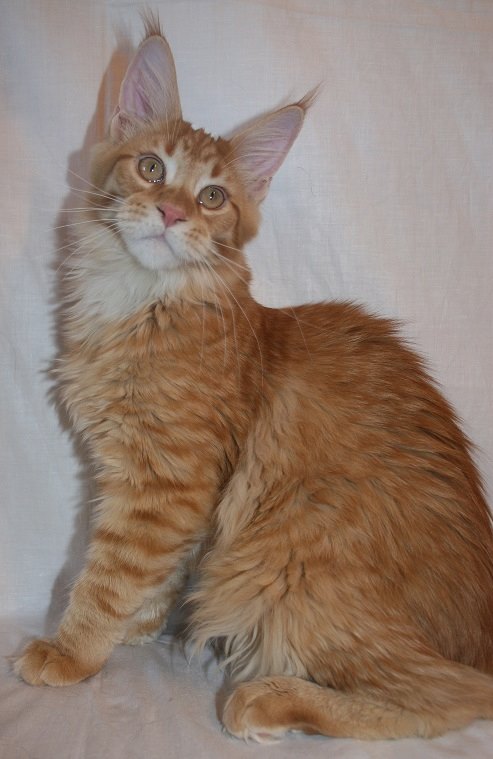 Eliteplanet Favorit - maine-coon