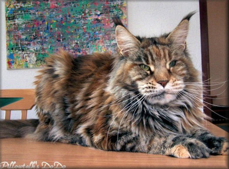 Pillowtalk's Dodo - maine-coon