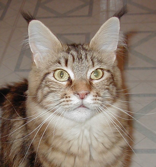 Wistariantale Amore of Smokeycoons - мейн-кун