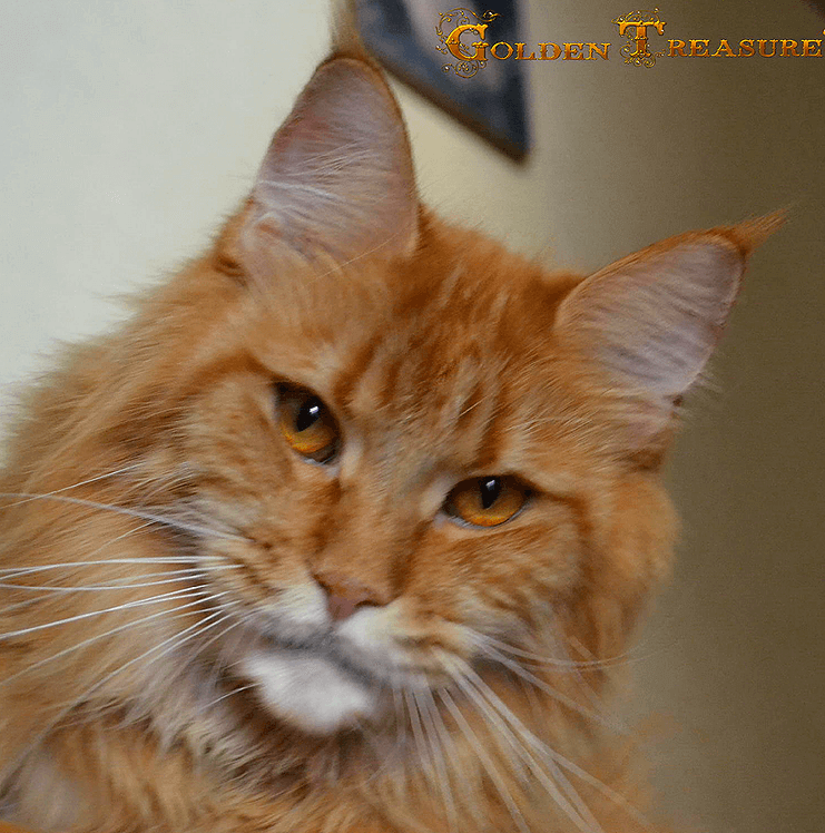 Ellis Hadji-bey-coon - maine-coon