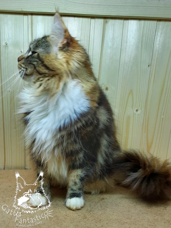 Happy House Veronica - Adult maine-coon 1 year 6 months 1.5 week
